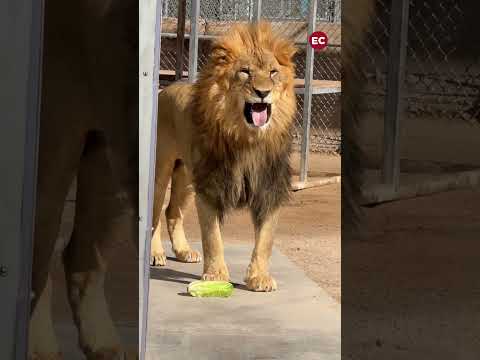Un león come lechuga por primera vez y su reacción se vuelve viral