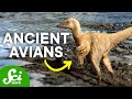 Birds and Dinosaurs: A Journey Through Time