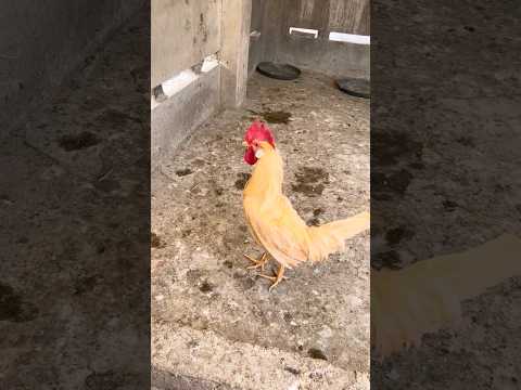 Rescued Ajju Color krdiya 2nd time🐣 ColorFull Chicks 311#hen #shorts #youtube #youtubeshorts #pets