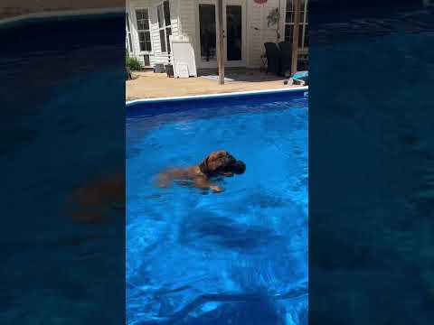 Boxer digs deep for Extreme XL Kong Prize!!