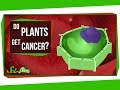 Understanding Plant Cancer