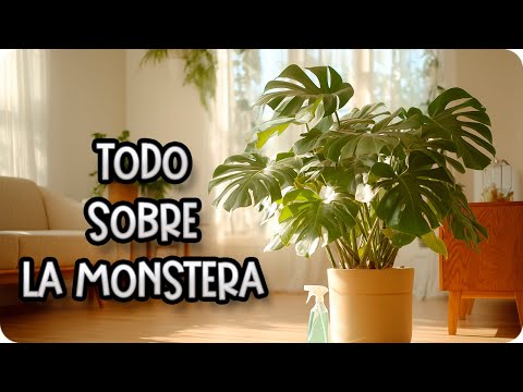Monstera o Costilla de Adán ; Experto en plantas nos cuenta los 7 mejores consejos para su cuidado