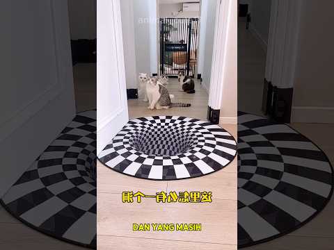 Siapakah yang berhasil melewati lubang di karpet?? #shorts #kucing