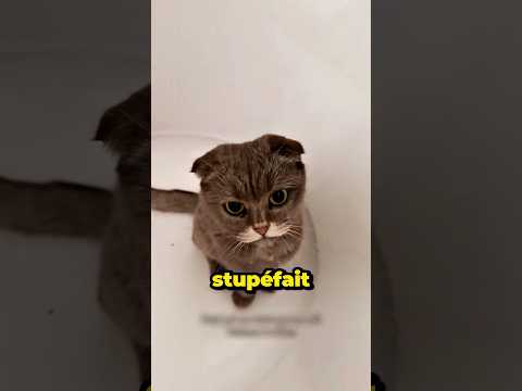 Le chat sort de la cheminée entièrement noir 🐈⬛🐾(@its.mi.lou)