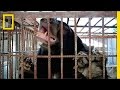 Wildlife Conservation and Bear Trade