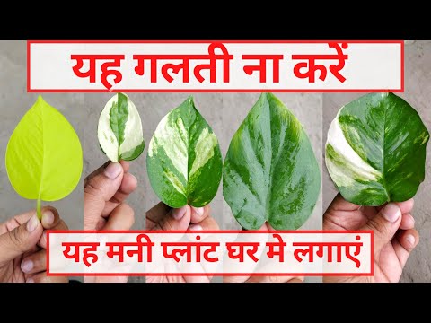 कौनसा मनी प्लांट घर में लगाएं| मनी प्लांट के पांच प्रकार| Which Money Plant to Grow at होम |Vastu