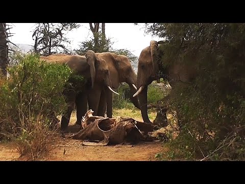 罕見畫面：大象也懂得「哀悼」？ - YouTube(3分09秒)