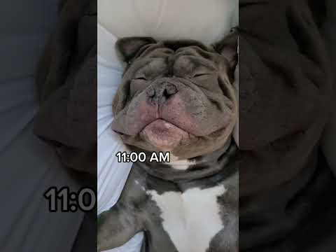 it's exhausting being a dog