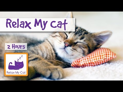 เพลง สำหรับแมว - เพลง ผ่อนคลาย นอนหลับ สำหรับลูกแมว