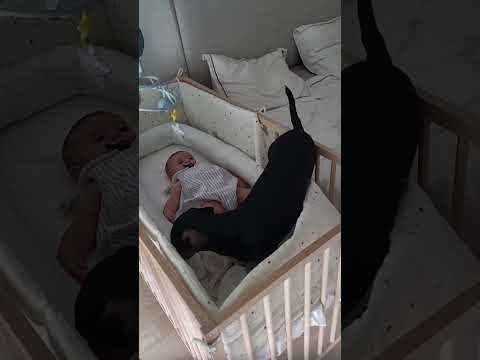 Dog take care of babies. #love #baby