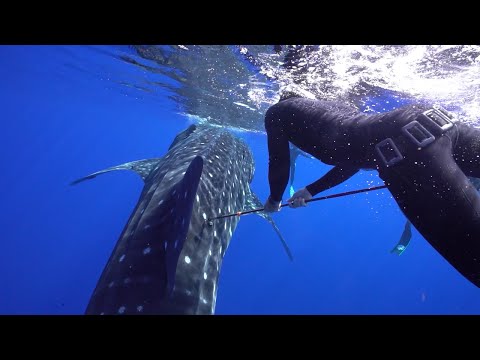 Tagging Whalesharks in Open Ocean!