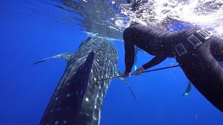 Tagging Whalesharks in Open Ocean!