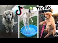 Dog Behavior and Narration Insights