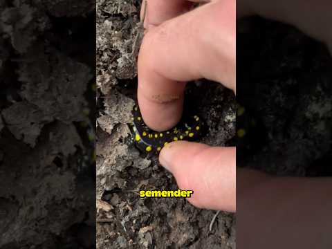 Sarı benekleri ile kırmızı listenin başlarında yer alan semender