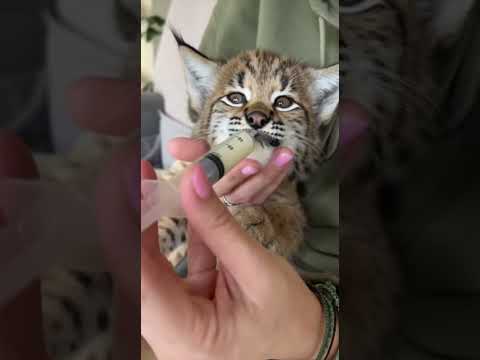 Детёныш рыси застрял в заборе