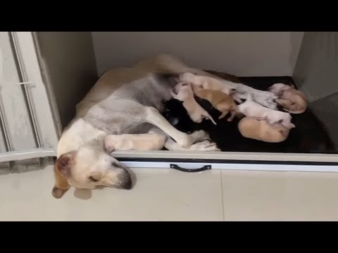 The Mother Dog Tried To Nurse Her Pups One Last Time Before Collapsing Due To The Hardships Of Life.