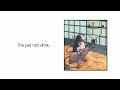 Understanding Pet Rats Activities and Care