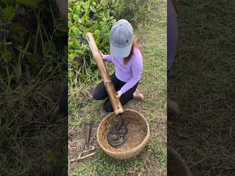 Survival eel trapping skills to catch giant eels fish