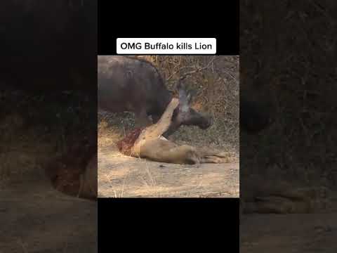 Buffalo Fights Back! 🦬 Lion Taken Down in Shocking Encounter