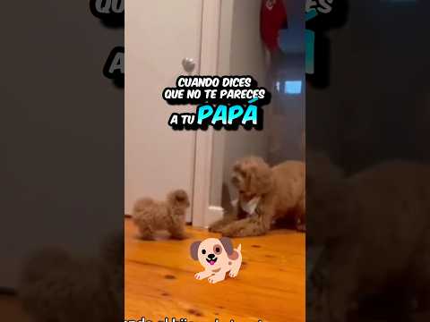 CUANDO dices que no te PARECES a tu PAPÁ 🐶😍 #tiktok #shorts #humor