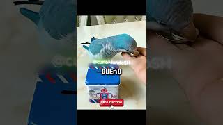 Un loro que hace de todo… y mejor que muchos humanos 😮🦜