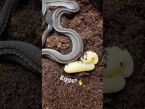 Breeding Dragon Snakes- AquaTerra Exotic Pets