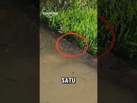 Awalnya hanya dikira pembatas sawah tapi ternyata #shortvideo #shorts #ikan