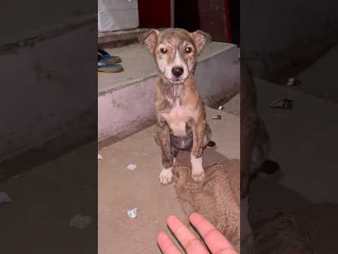 Mere Dog Par Tendua Hamla Kar Dega(5)🦮|| #minivlog #shortsvideo #trending