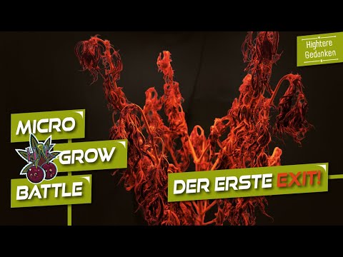Code Red?! 🟥 Gestorben in der Blütephase! 💀 - Das große MicroGrowBattle [S01/E03]
