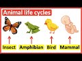 Animal Life Cycles and Development