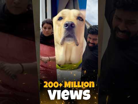 200+ millions views💕Thank you❤️watch till end#labrador #doglover #goldenretriever #doglove #puppies