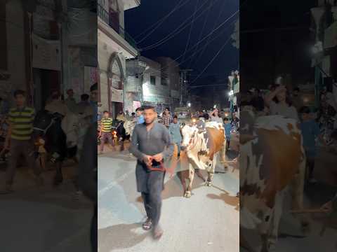 Mashallah ronakain 🥹❤️cows squad on road😂❤️ #petlover #cow #bakr #ytshorts #funny #pets #camel