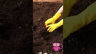 🌱🦋 Bizarre gardening hacks you’ll want to try 🌻🐝#gardeningtips #weirdhacks