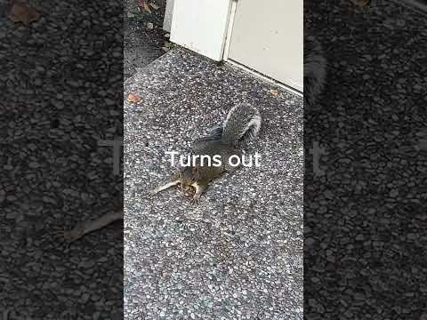 Why this squirrel was lying on the rock... #science #squirrel #viral #shorts