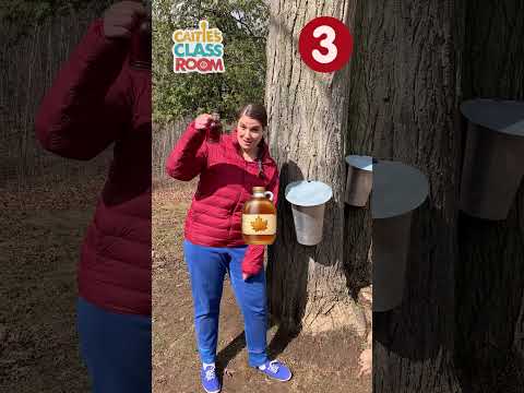 6 maple syrup facts! 🍁🇨🇦 #maple #shorts #supersimpleplay  #maplesyrup