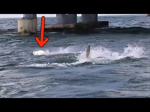Fishing Florida Keys Bridge for Tarpon ft. Hammerhead Shark Attack!