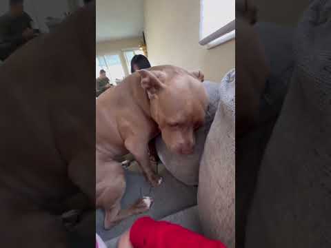 We love visiting family but mom needs to bring me my couch next time. #dog #doglover #dogs