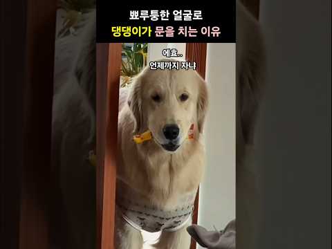 뾰루퉁한 표정을 지으며 꼬리로 사정없이 문을 치는 댕댕이