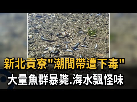 新北貢寮「潮間帶遭下毒」 大量魚群暴斃、海水飄怪味－民視新聞 - YouTube
