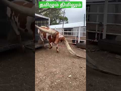 ஆத்தாடி எவ்ளோ பெரிய கொம்பு #வாடிவாசல் #ஜல்லிக்கட்டு