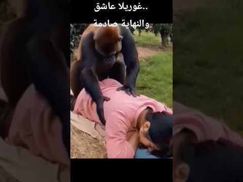 غوريلا عاشق والنهاية صادمة#shortvideo #kdrama #shorts #drama