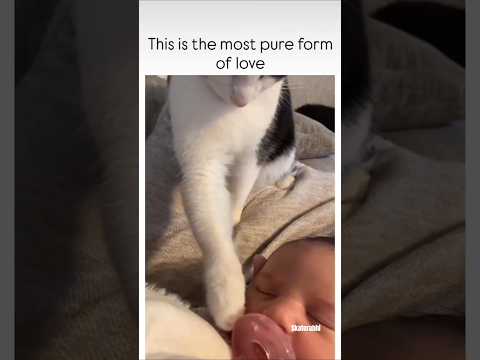 Sooo Cutee 🥹🐈🐾#please_subscribe_my_channel#youtubevideo#millionviews#hearttouching#viewskaisebadhaye