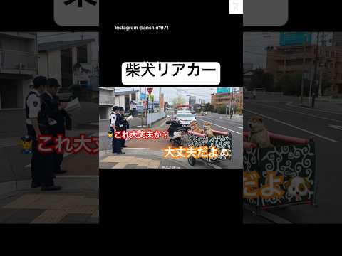大丈夫だよ🐶警察に止められた柴犬リアカー　#柴犬　#犬　#可愛い犬 #柴犬のいる暮らし #警察