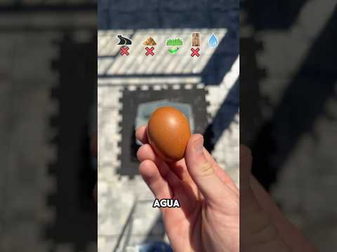 Qué rompe un huevo? 🥚💥