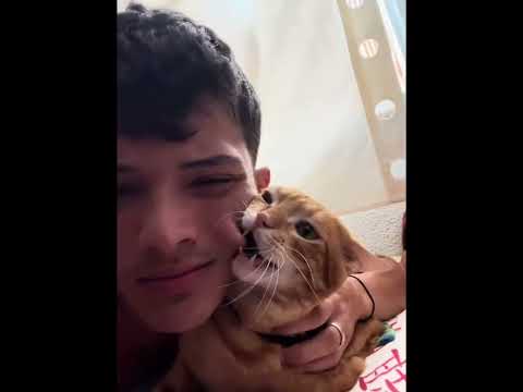 The reaction of kissing a cat 😘🥰#cat #cats #fyp #Funnycat #funnyvideo #usa #funnycat