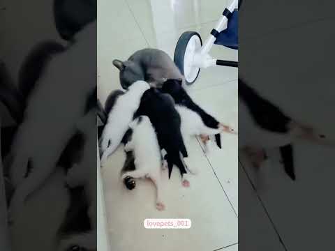 Mother Cat’s Pure Love for Her Kittens 💕🐾