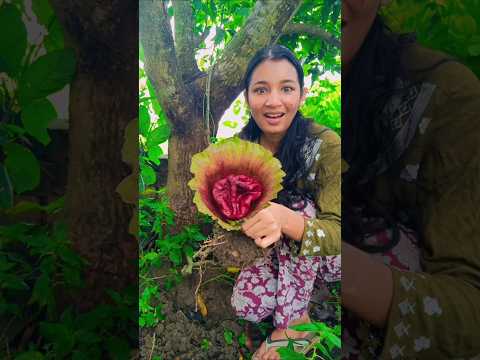 এটা কি অদ্ভুত গাছ?#plants  #gardening#gardeningtips