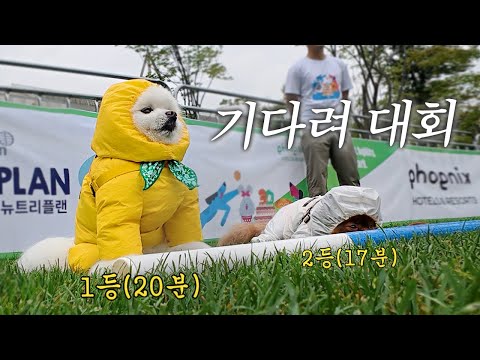 강아지 기다려 대회 나가서 남매가 나란히 1,2등 함ㅋㅋㅋ