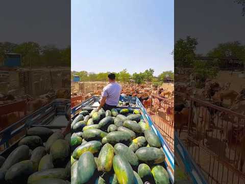 Pawan Sahu ki dadi kahti hai Jao beta ek track bharkar tarbuj lekar aao or bhuke janavaro ko khilado