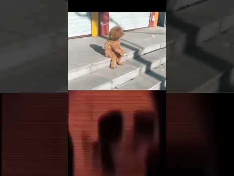 3 Skinwalkers haciéndose pasar por perros 💀